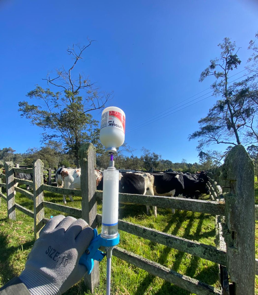 PL_Chiquinquira's tweet photo. 💉🐄 Vacunar contra la fiebre aftosa no solo protege la salud del hato, también garantiza la productividad, el bienestar animal y la sostenibilidad de la ganadería colombiana. 

@fedegan @PL_Paipa @jflafaurie #FiebreAftosa #ConstruyendoGanadería #OrgullosamenteGanaderos https://t.co/sZAGErnIfT