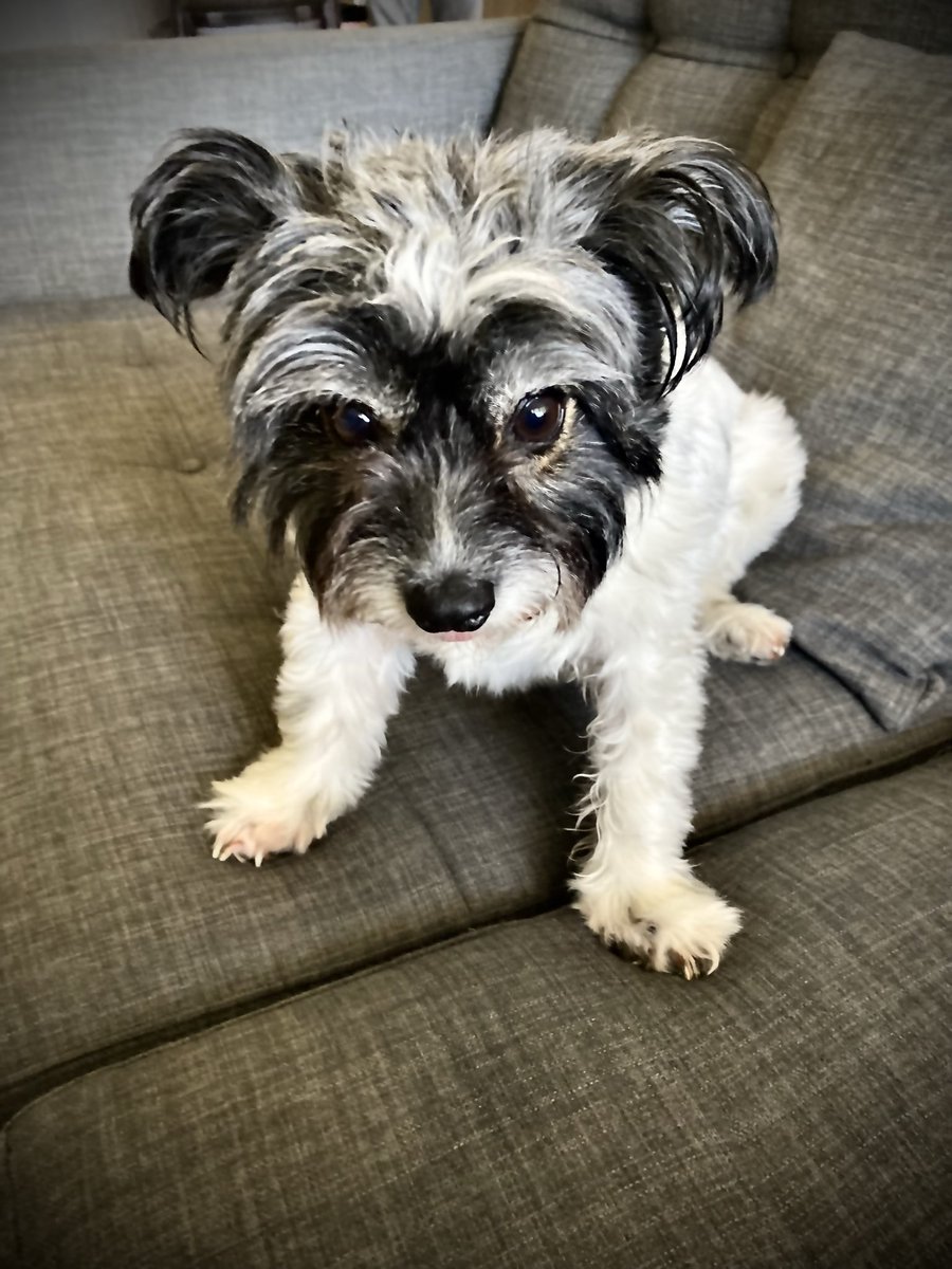 ale_cc's tweet photo. 🐶 https://t.co/NRsGPByDYK