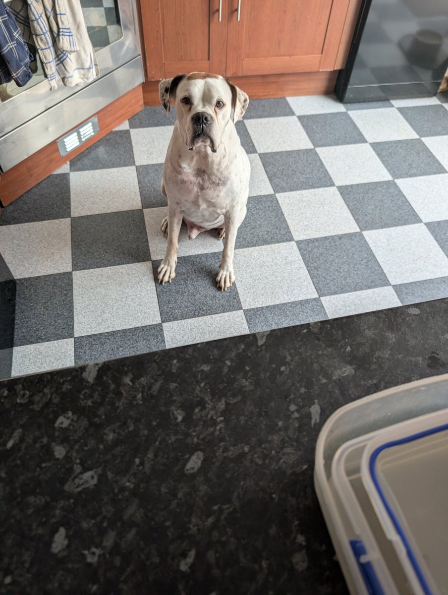 Henry_Boxer's tweet photo. I know you've done pigs in blankets dad .. https://t.co/szQI4oGrrN