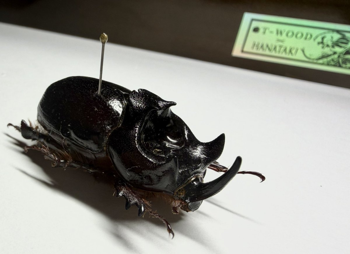 tai646's tweet photo. Dipelicus cantori. オオゴカクサイカブト最近ヤフオクで高騰しているイメージ。
ゲリオンに劣るように見えるが、とてもかっこいい種類。
#Dipelicus #カブトムシ #標本 https://t.co/BGOquQlnS4