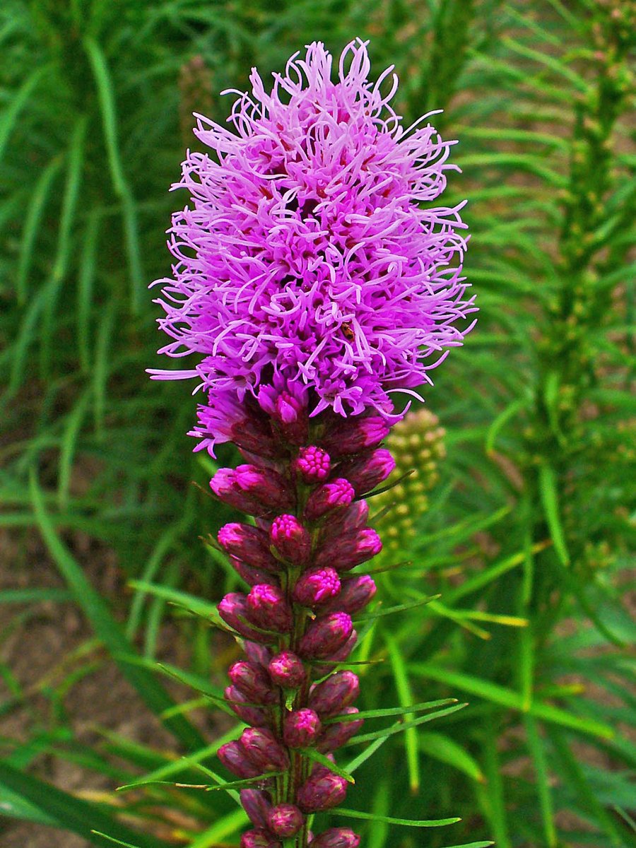 giveashitnature's tweet photo. Need a weekend project for the bees? Level up your yard's biodiversity with these 5 native flowers:

🦋 Milkweed hosts monarchs
🌻 Sunflowers feed birds and bees
🌼 Coneflowers feed butterflies and birds
🌺 Bee balm feeds hummingbirds
⭐ Blazing star draws butterflies

What native flowers are you growing?