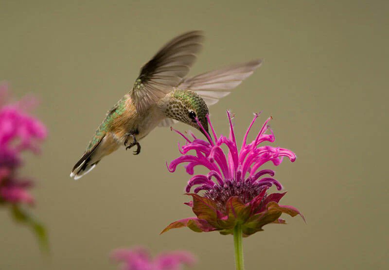 giveashitnature's tweet photo. Need a weekend project for the bees? Level up your yard's biodiversity with these 5 native flowers:

🦋 Milkweed hosts monarchs
🌻 Sunflowers feed birds and bees
🌼 Coneflowers feed butterflies and birds
🌺 Bee balm feeds hummingbirds
⭐ Blazing star draws butterflies

What native flowers are you growing?