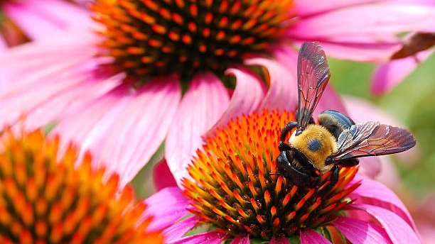 giveashitnature's tweet photo. Need a weekend project for the bees? Level up your yard's biodiversity with these 5 native flowers:

🦋 Milkweed hosts monarchs
🌻 Sunflowers feed birds and bees
🌼 Coneflowers feed butterflies and birds
🌺 Bee balm feeds hummingbirds
⭐ Blazing star draws butterflies

What native flowers are you growing?