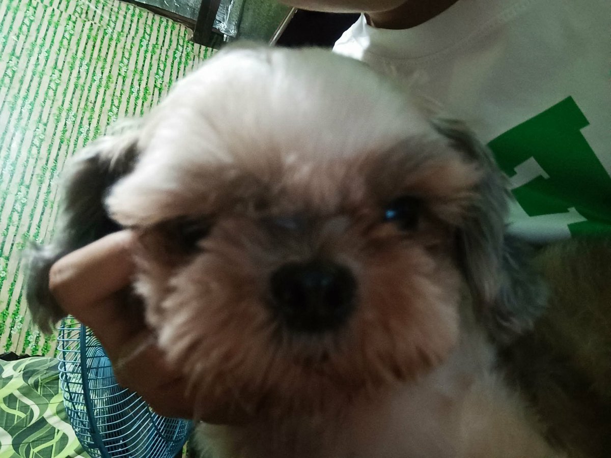 ValPetsSupport's tweet photo. MISSING DOG | NAWAWALANG ASO
Please help share this post 🙏🙏
Name: Yuri
Breed: Shih Tzu
Age: 12yrs. Old
Gender: Female
Color: white/black/brown
Last Seen: Metrobank, Bagbaguin
Pls. Contact: 09150983201 
Last Seen on CCTV: May 28 
2:53 PM https://t.co/5vx6tzofu1