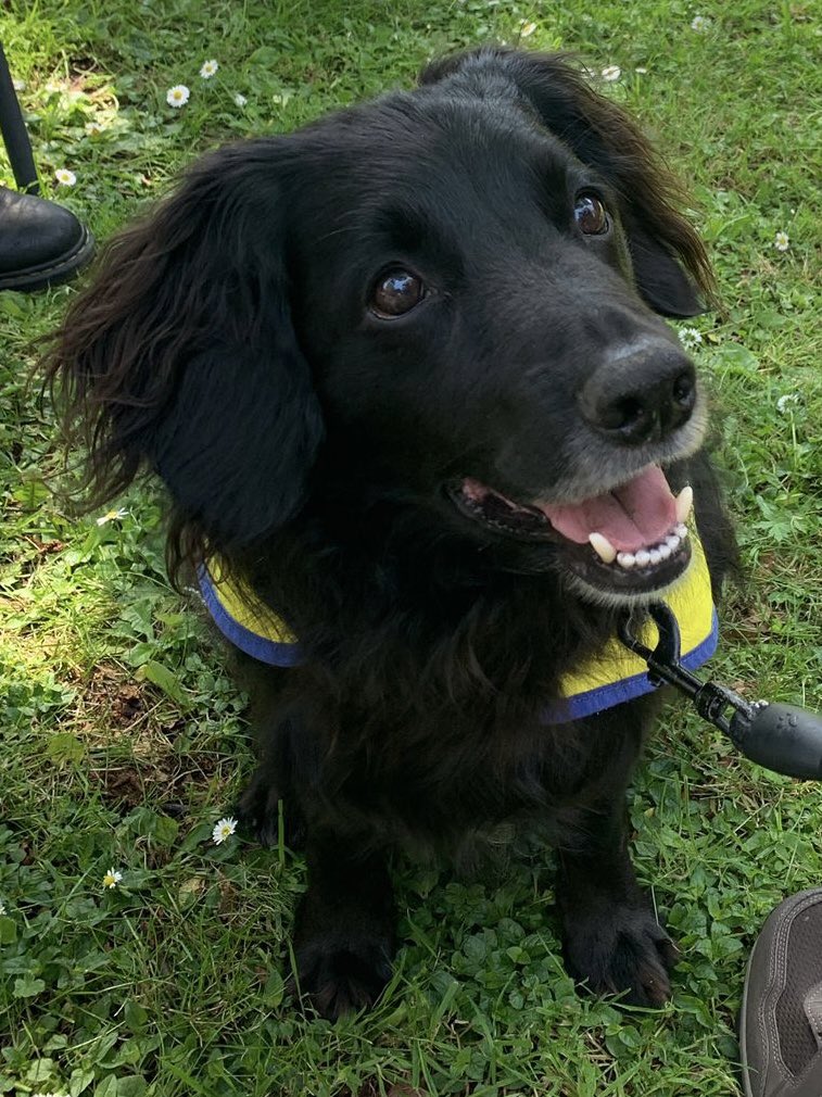 trevscollege's tweet photo. Fantastic to welcome Barney from Pets as Therapy back to @trevscollege today for our second dog wellbeing session! Thanks to everyone who joined us #TrevelyanCollege #explore #wellbeing https://t.co/dFwXUrJ2LU