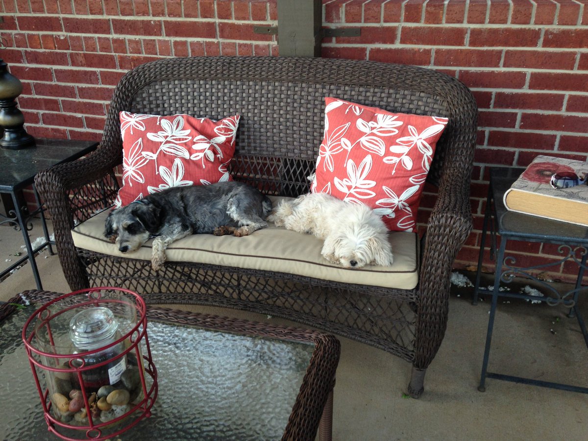 56Lynne's tweet photo. @Look_its_Rhonda Same here. Our schnauzer had a neighbors dog (the white one) that visited our home everyday. She’d stay for hrs playing w/him, take naps with him, visit me when I’d work on projects in our garage. 🥰🐶🐶🥰 https://t.co/3w4Q8uXyeW