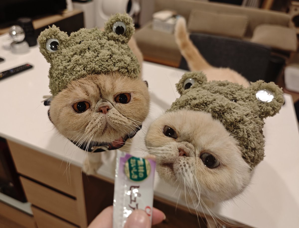ninchobi_ch's tweet photo. ぼんちゃん工房さんのカエルさん🐸🐸✨少し大きめをチョイスいただきました🥹🌷これでも少し大きめなのがまた最高に可愛い😘
にんちゃんは、このまま玄関から出ていこうとしていました。
ありがとうございます💚🩵
@Bonbon_Neko https://t.co/IDKBoV8Wyl