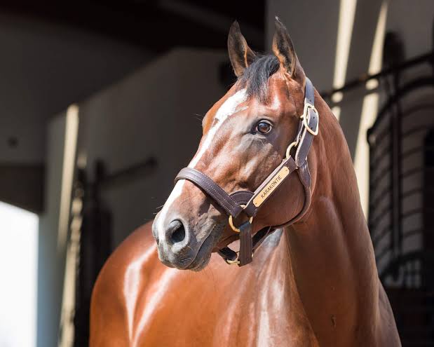 KhlebniyKhleb's tweet photo. Apparently Sunday Silence influence is so big, it even came to Russia. Here's Karakontie, a JP bred horses, trained in France, winner of G1 races. His damsire is Sunday Silence himself, and now, one of his offsprings is gonna be raced in Russia https://t.co/JdNpv6UICa