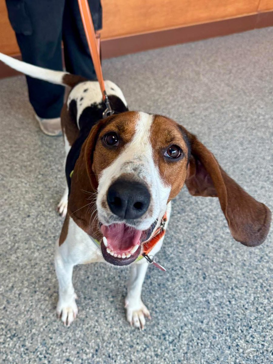 Rescue Dogs Rock, D.C. 🐾🐾🇺🇸 tweet media