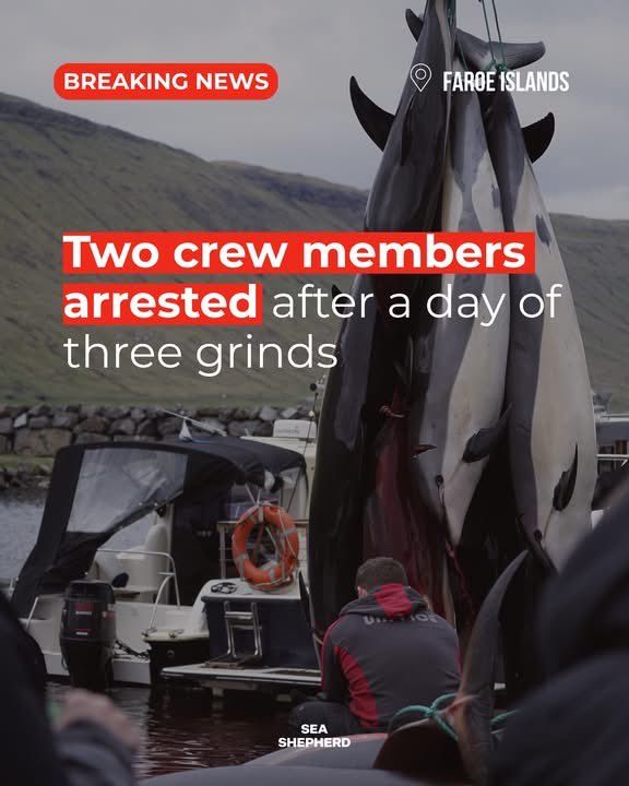 SeaShepherdSSCS's tweet photo. 🚨 Yesterday, the Faroe Islands became the scene of a day we will never forget.

At around 14:00 in Tórshavn, a grind was called and boats set out. Whalers spent more than an hour searching for and pursuing a pod of around 100 bottlenose dolphins. At 15:20, the hunt was called off after the species was identified. The last documented slaughter of bottlenose dolphins in the Faroe Islands was in 2022.

But the day was far from over.

Later, at around 19:00, two more grinds were called simultaneously in different locations.

In Tórshavn, 402 pilot whales were driven in and killed. This number does not include fetuses, juveniles, or pregnant mothers. Four bottlenose dolphins swimming with the pod were also killed. A large crowd gathered to watch. As the number of whales overwhelmed the small group of whalers, the killing took an extended amount of time and the scene became chaotic. This made it the largest grind in Tórshavn in 147 years.

Our crew witnessed numerous whales being killed without the spinal lance, the mandatory tool meant to paralyse the whale before it is bled out with knives. Pilot whales were crushed against rocks, driven over, and cut by boat propellers. The whales’ cries filled the bay, drowned out by the roaring boats.

One whaler admitted to one of our volunteers on the ground that there were not enough spinal lances, and that many pilot whales were killed with knives only.

As the slaughter spiralled into chaos, local papers sarcastically described the scene as “good news for environmentalists,” because everyone there knew what it meant: the whalers had lost control, and the cruelty they tried to hide had become impossible to deny.
At the same time, 168 white-sided dolphins were slaughtered on a beach in Skalabotnur. Our crew on the ground reported another messy kill, with dolphins fighting desperately for their lives.
By then, around 574 pilot whales and white-sided dolphins had already been killed, not including fetuses, juveniles, or pregnant mothers.

We thought the greed of men must finally be satisfied.
It was not.

A third, more secretive grind then began in Hvalvik. Unlike the others, it had not been announced through the usual public channels. We were alerted by local supporters, who told us that some whalers had commented they were pleased we would not know about it and would not be there to document it. Maybe that led to the escalation of frustration on the scene, that later resulted in two of our crew being arrested.

Another pod of white-sided dolphins was being hunted. This time, our crew reported that the whalers appeared unprepared, with only one spinal lance on the beach. They were also aggressive towards our team. One crew member reported being pushed, and said his camera was knocked out of his hands while he was documenting the scene.
The number of dolphins killed there is estimated at 132 white-sided dolphins, not including fetuses, juveniles, or pregnant mothers.
Tensions escalated on the scene. Two of our crew members were arrested after being accused of interfering with the hunt. The grind foreman reported to police that the crew would not comply with his instruction to leave the scene. While our crew did remain on site to document the facts of the situation, they did not interfere or act in a way that justifies the deportation they are potentially facing today.

The charges are still pending.
The lack of transparency among whalers is escalating with every grind as they feel the growing pressure and critique locally and internationally. Their cruelty and greed continue to be exposed by our crew, who work within the limits of national law and still manage to secure crucial information for the public and for policy makers.

Together, we will continue working to end this for good.
No tradition can justify this level of suffering inflicted on highly intelligent, social animals.

Visit https://t.co/AR1KXmaIQY for ways to help. 

#StopTheGrind #LivingFjords #FaroeIslands #NotInMyName