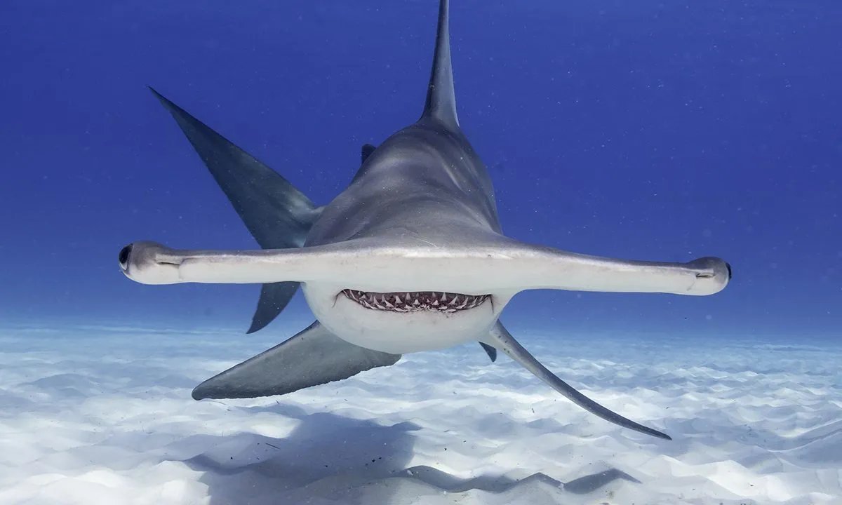 shark fucker tweet media