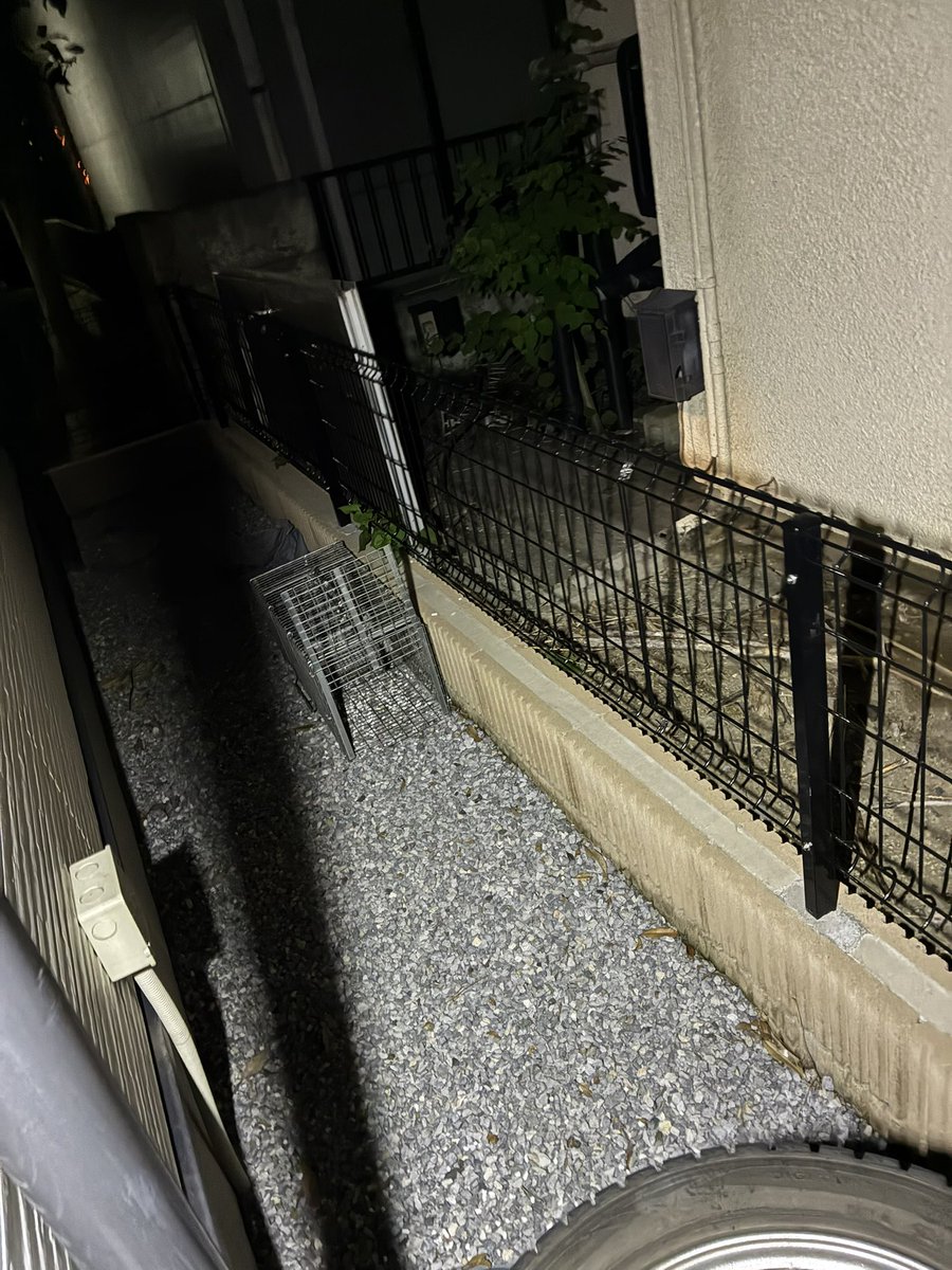 みみ tweet media