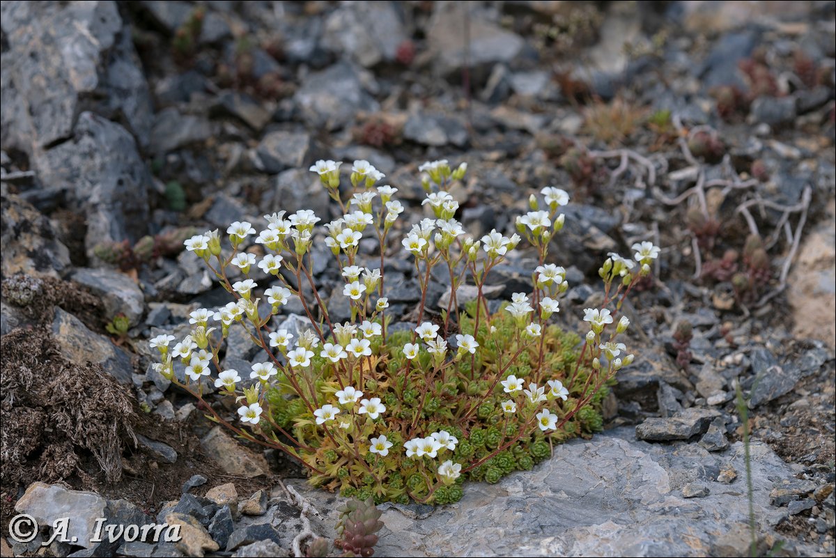 AndresIvorra's tweet photo. Saxifraga x cuatrecasii nothosubsp. ivorrae
Sierra de Lúcar (Almería) - Mayo

Híbrido de S. erioblasta Boiss. &amp;Reuter x S. camposii Boiss. &amp; Reuter subsp. leptophylla. https://t.co/LLUs54wfWS