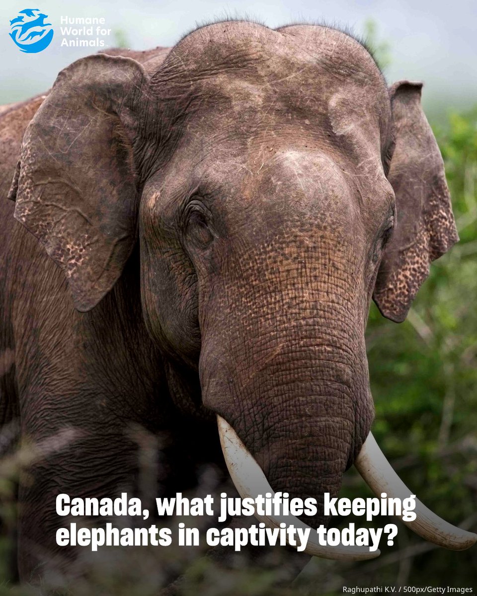 humaneworldcan's tweet photo. 🐘 Elephants belong in the wild, not in captivity for entertainment.

Join us in calling on Canada to end the new captivity of elephants, great apes and big cats.

👉 Sign the petition: https://t.co/198Rmr7105 https://t.co/Ma1qV1a48f
