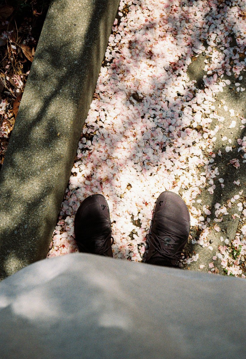 trickershogo's tweet photo. 日常"film" https://t.co/r7HZTP19kp