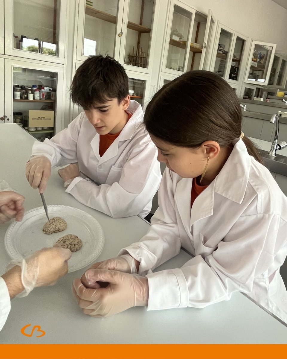 ColBernadette's tweet photo. 🧠✨ ¡La ciencia se vive en primera persona!

👉En nuestra práctica de disección de cerebros, los estudiantes no solo exploraron la anatomía humana, sino que también reflexionaron sobre cómo funciona la cognición.

👩‍🔬👨‍🔬 Porque la educación va más allá de memorizar.

#alumnoCB https://t.co/IXeeqraSyt