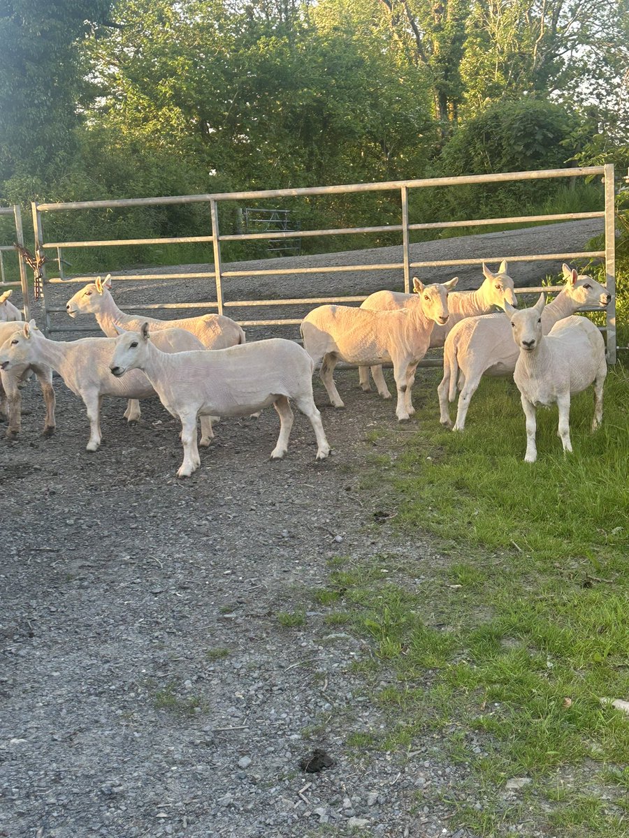 johnson_aled5's tweet photo. @mad4farming https://t.co/ERxV5XPQ34