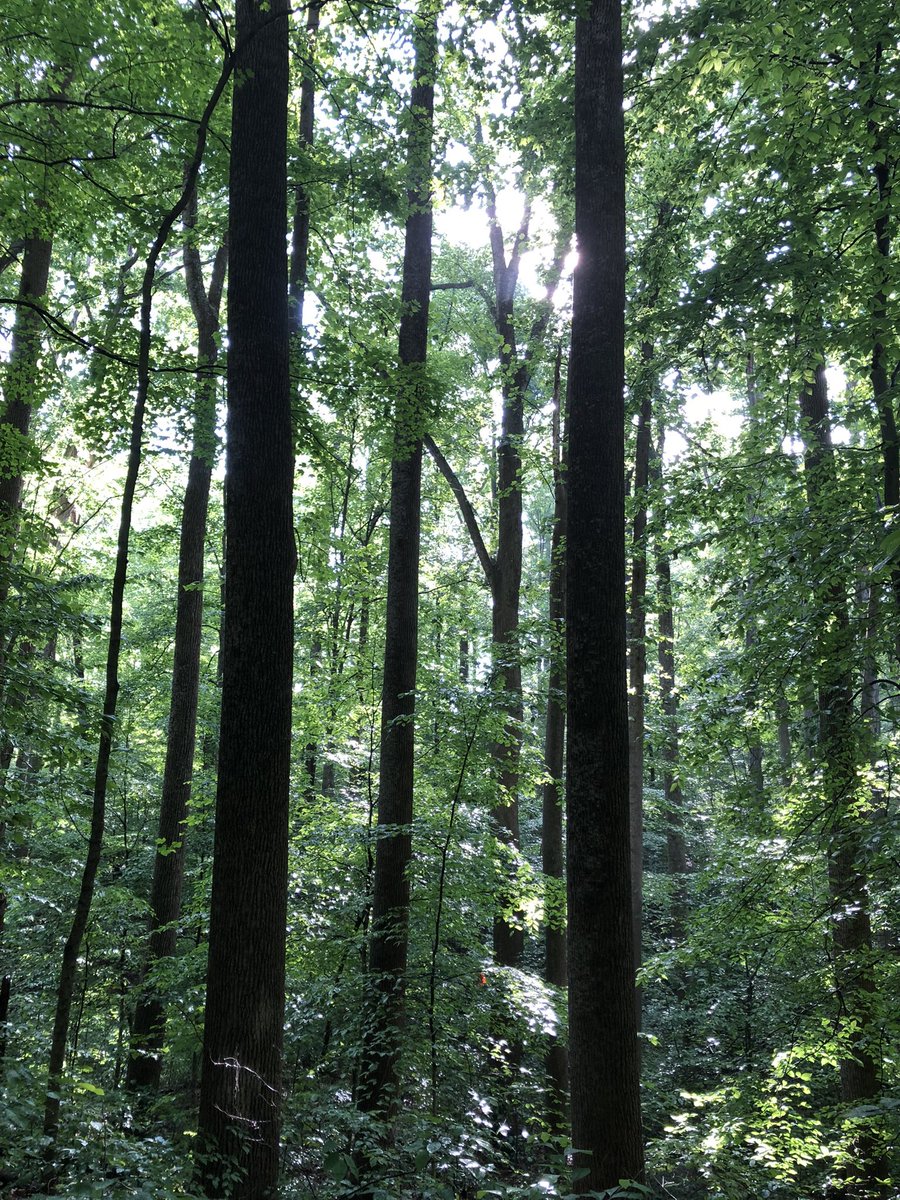 TanasiReview's tweet photo. Deep woods calling.  McCormick’s Creek State Park, IN. https://t.co/d35coKOhIo