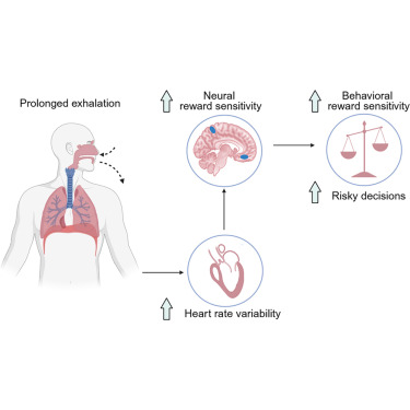 NeuroCellPress's tweet photo. Online now:  Slow breathing impacts inter-organ dynamics modulating brain function and risk behavior https://t.co/GiTQC4skCG https://t.co/FpftPCFW4l