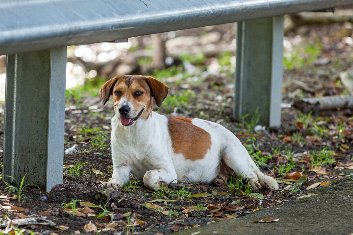 TheSatoProject's tweet photo. Today is EL DÍA MUNDIAL DEL PERRO SIN RAZA, aka “World Mutt Day”, or, as we like to call it “World Sato Day.” https://t.co/Tio0W1PWsF