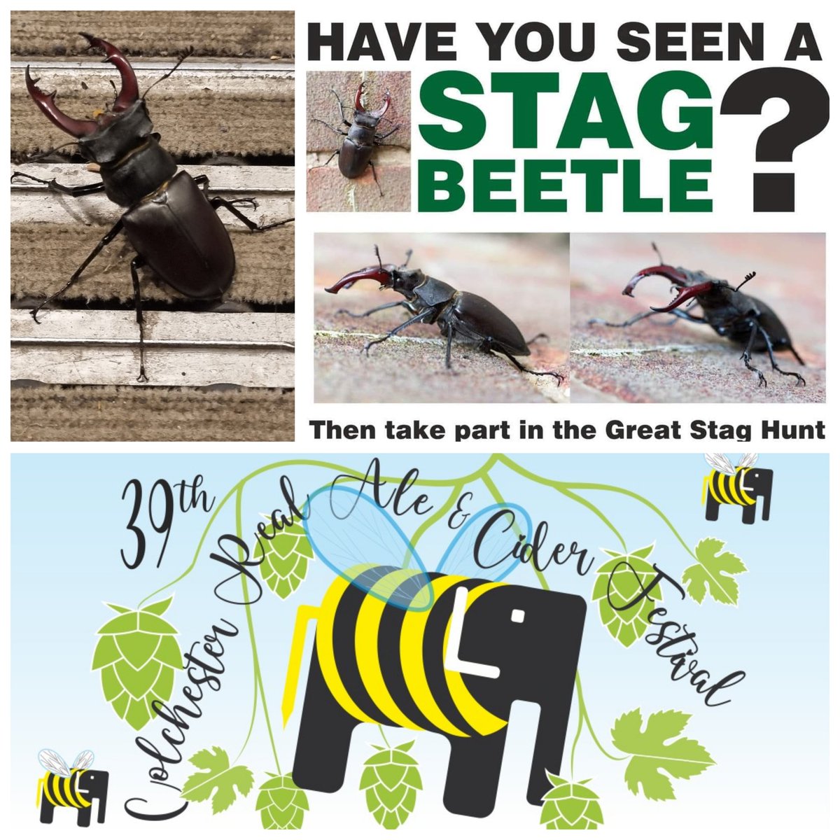 colCAMRA's tweet photo. We may be promoting bees with our logo for the 39th Colchester Real Ale and Cider Festival, but we're still looking out for stag beetles..!

When you're visiting the festival keep an eye out for Stag Beetles as they can often be found in the garden opposite the @ColchesterArts... https://t.co/ckLkFm4y99