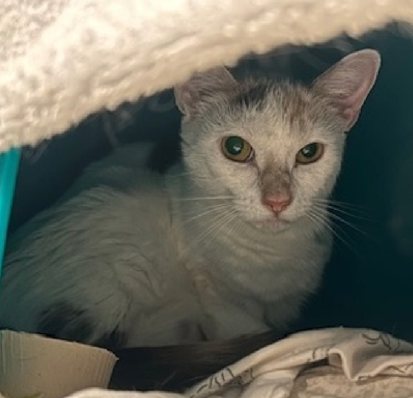 JLthekid9999's tweet photo. 🆘🆘 DOE (ID 250662), 2 YO, FEMALE –  IN QUEENS ACC - came into the shelter as an aco - impound on 3/27/2026.    🆘🆘 😿 😿 😿 😿

➡️TBD 5/30/26

➡️ TOO LOW ON PLEDGES TO STIMULATE RESCUE INTEREST

➡️ 🆘🆘  2ND Chance on Emergency Placement List – VERY URGENT – 🆘🆘 😱🔥🔥😱

➡️ 63 DAYS IN SHELTER – TOO LONG – TIME IS RUNNING OUT

➡️ DOE IS ON THE EPL FOR BEHAVIORAL REASONS - She is not thriving in the care center and continues to display distance-increasing behavior when approached for interactions. She has not warmed up despite staff using treats to build a positive association. This designation often means that the cat will be given very little time for rescue/foster/adoption.🔥🔥🔥🔥

Doe is a tiny snow-kissed beauty with the gentlest soul. 🤍✨ This dainty little lady spends most of her time tucked safely inside her cozy hidey box, quietly watching the world from where she feels secure. The shelter has been a bit too overwhelming for her sensitive heart, but she remains tolerant of gentle touch and patient kindness. Doe is the kind of cat who will need a calm home, soft voices, and someone who understands that love doesn't always arrive loudly - sometimes it arrives in tiny, brave moments. Beneath her shy exterior is a lovely little cat just waiting to feel safe enough to bloom. If you have a quiet home and a gentle heart, Doe may be the delicate companion you've been waiting for. 🕊️. Doe tolerates attention and petting but may be fearful or stressed in the shelter, and may be intimidated by small children. She may be a little more independent, and may need time to warm up to her new home. ❤️ 😻❤️ 😻❤️ 😻

NEEDS OUT OF SHELTER ASAP –

Please RT or pledge, if you can, to save this little one.

@AdamsPaulGrimke

💔😿🙏Thank you