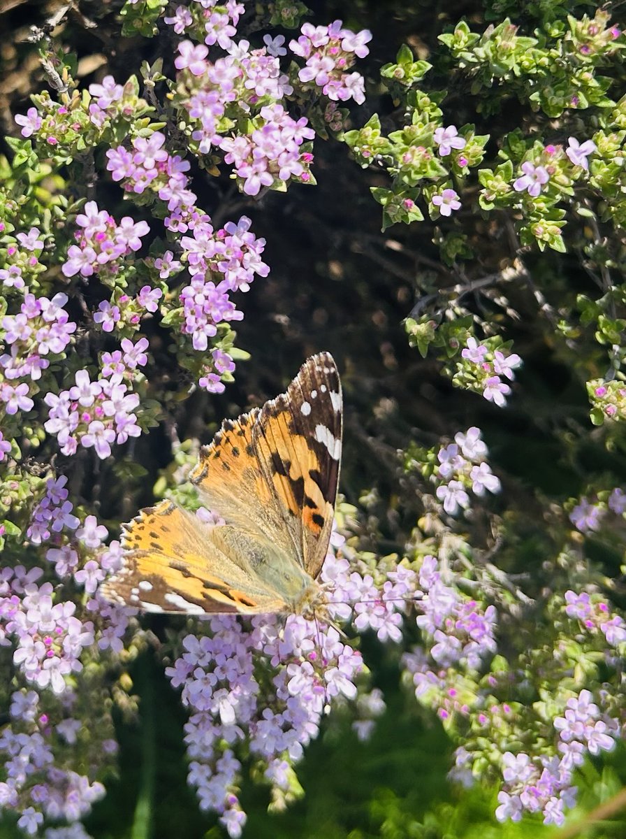 deeplishcc's tweet photo. Deeplish Garden is in full bloom 🌸🐝🦋  
Loving seeing all the bees and butterflies enjoying the space as much as we do! 
@WeActTogether @RochdaleCouncil @GMEnviroForum @LBFEW @TNLComFund 
#DeeplishCC #CommunityGarden #Rochdale https://t.co/k2rlFg6n0E