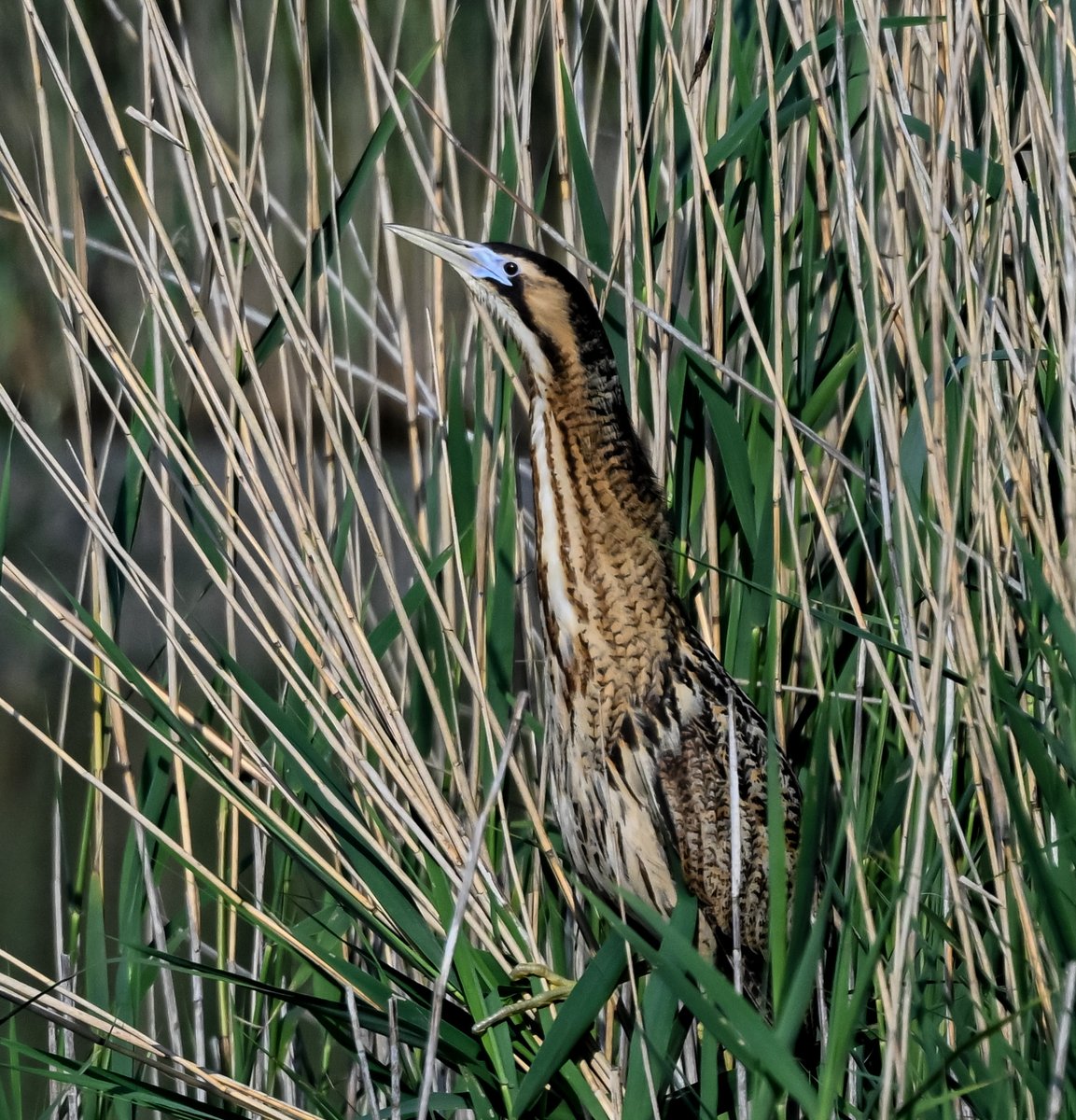BobWinckle's tweet photo. Bittern  CWP WEST https://t.co/aTXkUmd8DF
