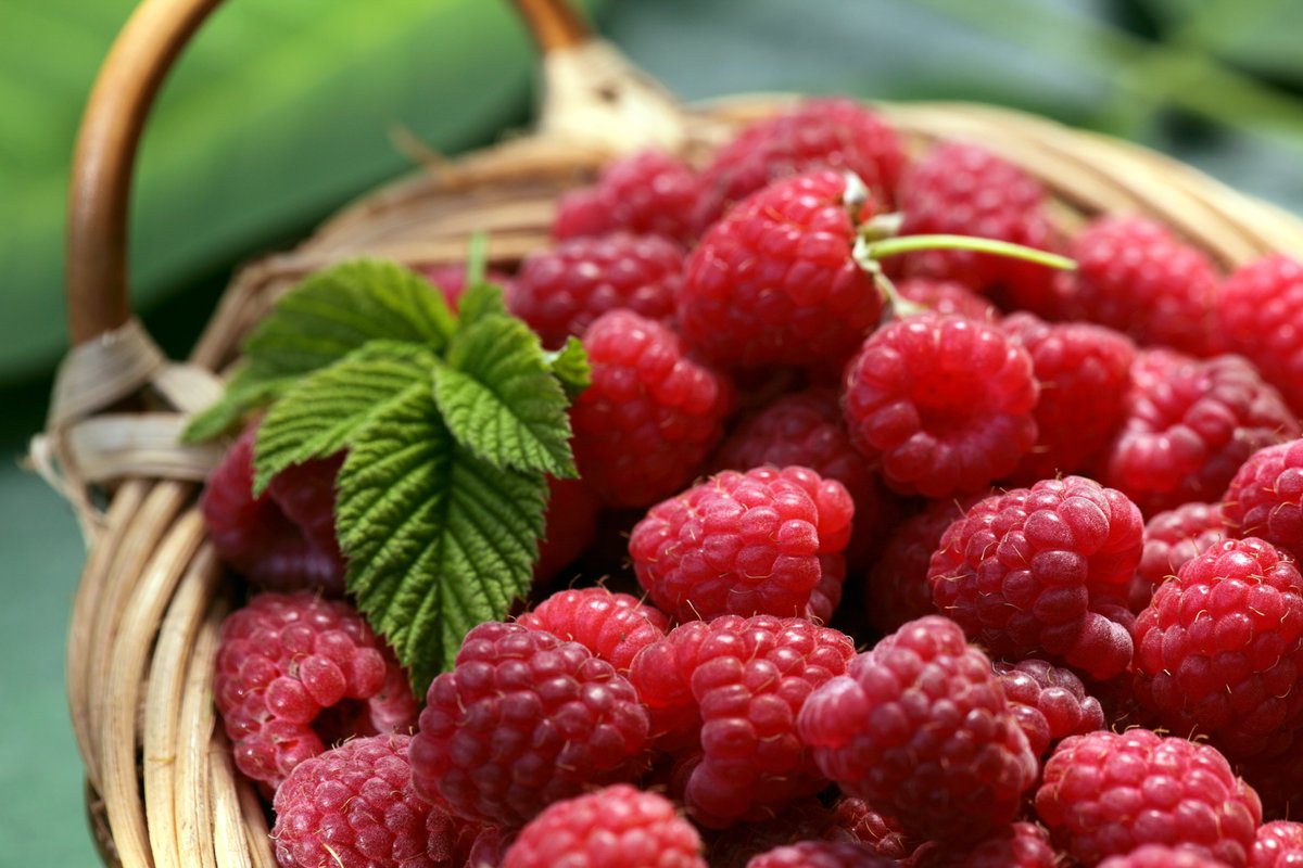 Agro_Magazine's tweet photo. Frambuesas: la pequeña fruta roja llena de sabor y propiedades nutricionales https://t.co/BsARjSyKVI https://t.co/dDG0OLqMfZ