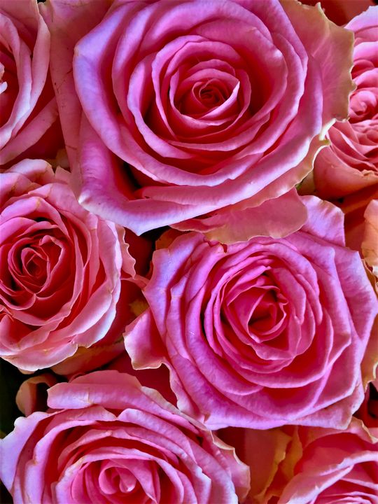 giart87's tweet photo. Art of the Day! "Pink roses". Buy at: https://t.co/kCnsAcSvpR https://t.co/L8avg8jofb