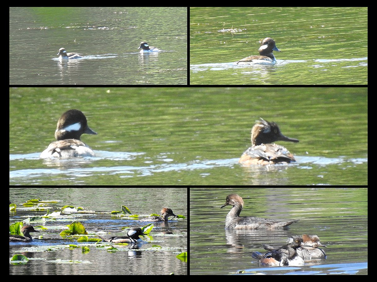 southdevonbirds's tweet photo. Two distant Bufflehead and 7 Hooded Merganser on Alpha Lake, #Whistler, yesterday. #birdsofcanada #birding #birds #canadabirds #birdsseenin2026 #whistlerbirding #bcbirding https://t.co/sp6ONNkzVY