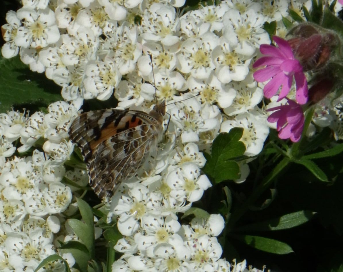 greenbeltsal's tweet photo. Bountiful Butterflies this #May2026
#Heatwave on the #Wolds
Sweet 
#PaintedLadies
@BBCSpringwatch
@BCYorkshire 
#RichardFox
@RobertEFuller https://t.co/DLJG5jKhTM