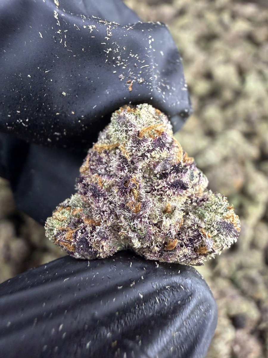 HippieB000's tweet photo. Cream Smoothie 🧈🥤
Indica 🌙
THC ≈ 25%
Size : Pop
Aroma : 🧈 Creamy · 🍬 Sweet · 🍓 Fruity · 🌿 Herbal
dm me 💬 👇🏻
➡️ https://t.co/w9rFRG87OQ
#กัญชา #weed #กัญชากรุงเทพ #OG #สายเขียว #cannabis #กัญชาส่งGrab https://t.co/9oZn3N9L1D