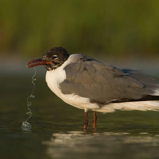 giveashitnature's tweet photo. Monofilament fishing line is one of the longest-lasting and most lethal kinds of litter for wildlife.

Birds, turtles, seals, and fish get tangled in discarded line and either drown, lose circulation to a limb, or slowly starve as it tightens. Because the line is thin and often clear, animals don't see it and people don't pick it up. A single carelessly discarded tangle can kill for decades.

The fix is simple. Don't cut and drop line at the water's edge. Reel it in, bag it, and drop it in a monofilament recycling bin (most tackle shops, marinas, and boat ramps have one) or cut it into short pieces before throwing it in a covered trash can so nothing can get tangled.