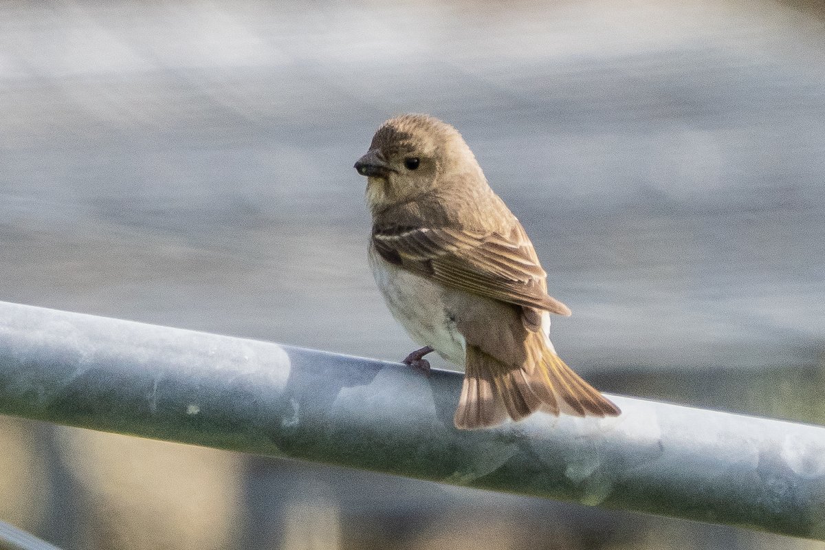 Colonelbirder's tweet photo. Found a Rosefinch this afternoon at Tresta https://t.co/2uiUE8nuiR