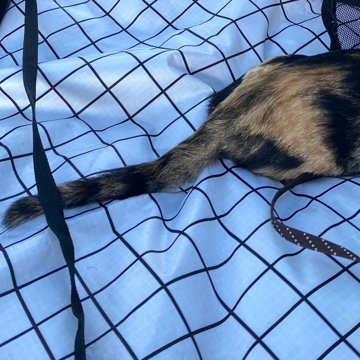 yoohooyeehee13's tweet photo. 🐾🍃🐱 https://t.co/YsV4hOSS4x