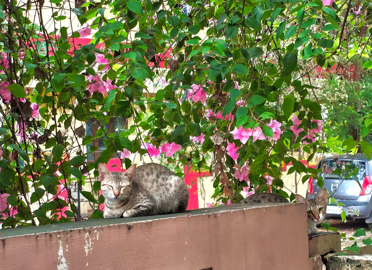 jokeperaalta's tweet photo. பூனைகள் ஜாக்கிரதை 🐾 https://t.co/D9XsI6YZiH
