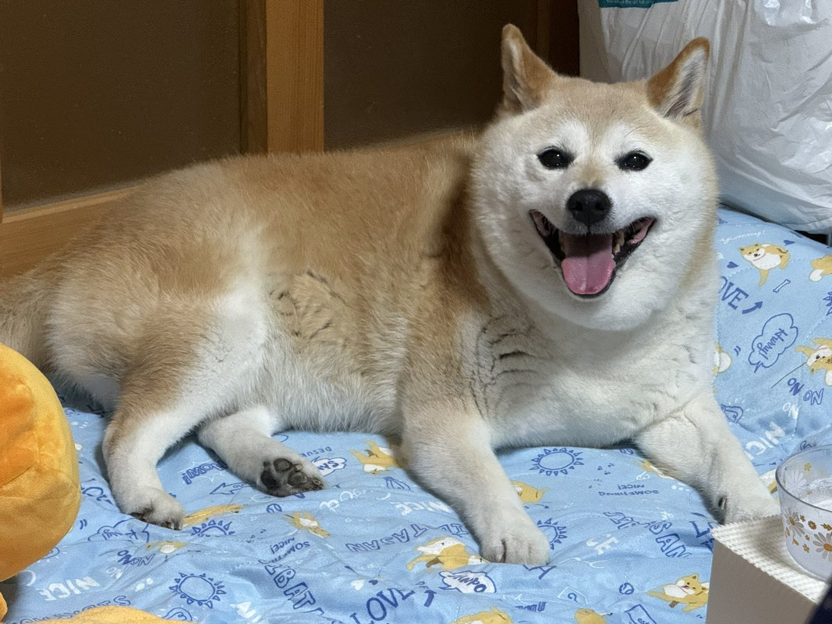 YumeShibainu510's tweet photo. 夜散歩後のクールダウンしているラブリープリチーリッチチャーミングきゃわいいちゃんの敵役ムサシコジロウ銀河をかけるきゃわきゃわちゃんにはホワイトホール白い明日が待ってるぜあ、ニャーんてな！スペシャルエディションちゃん（可愛いゆめちゃん） https://t.co/G08wjknMHZ