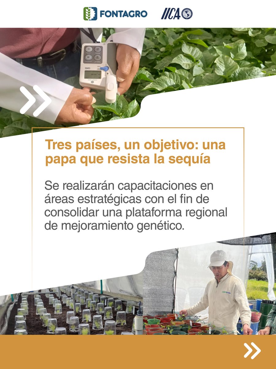 FontagroLAC's tweet photo. 🥔 "Papas resilientes para la región andina" un proyecto de @FontagroLAC ejecutado por @SomosAGROSAVIA, @UNALOficial, @UdenarDigital 🇨🇴, @lacentralec, @unesumoficial 🇪🇨 y #PROINPA 🇧🇴: https://t.co/F1keTGWSvw
