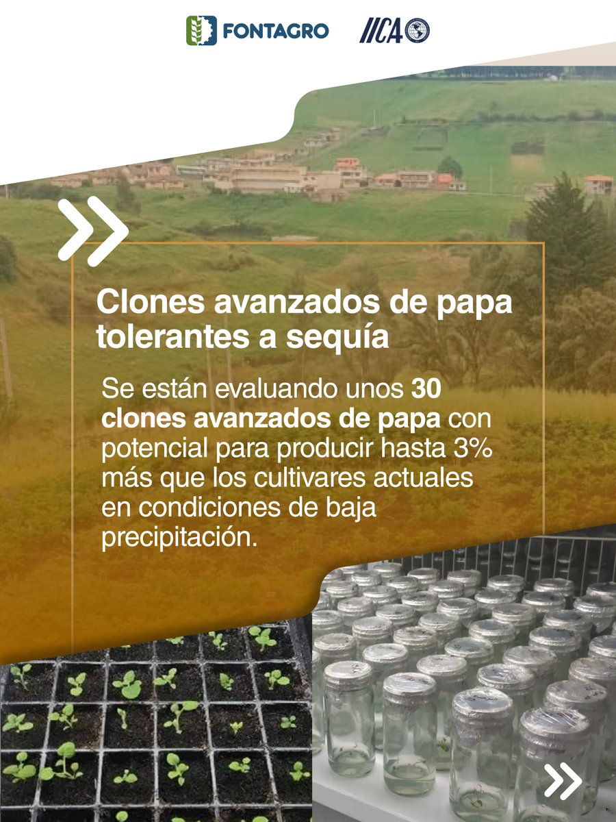 FontagroLAC's tweet photo. 🥔 "Papas resilientes para la región andina" un proyecto de @FontagroLAC ejecutado por @SomosAGROSAVIA, @UNALOficial, @UdenarDigital 🇨🇴, @lacentralec, @unesumoficial 🇪🇨 y #PROINPA 🇧🇴: https://t.co/F1keTGWSvw