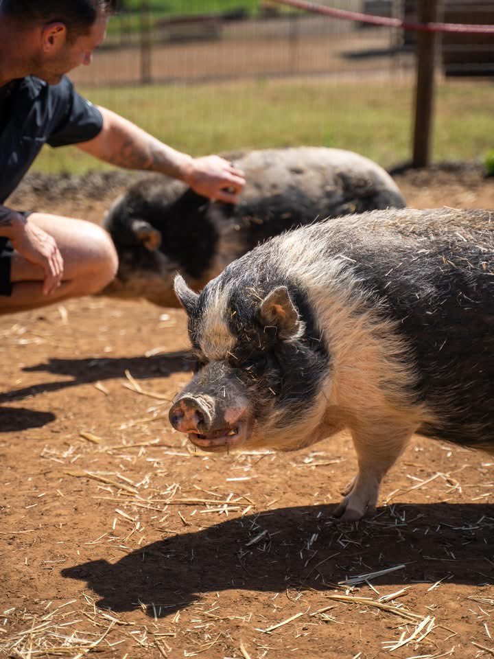 AsherHouseORG's tweet photo. I love spending time with our piggies, we have a lot of them!

Every pig here has a story, a personality, and a heart bigger than most people realize. ❤️ https://t.co/BOuyRJKzhJ