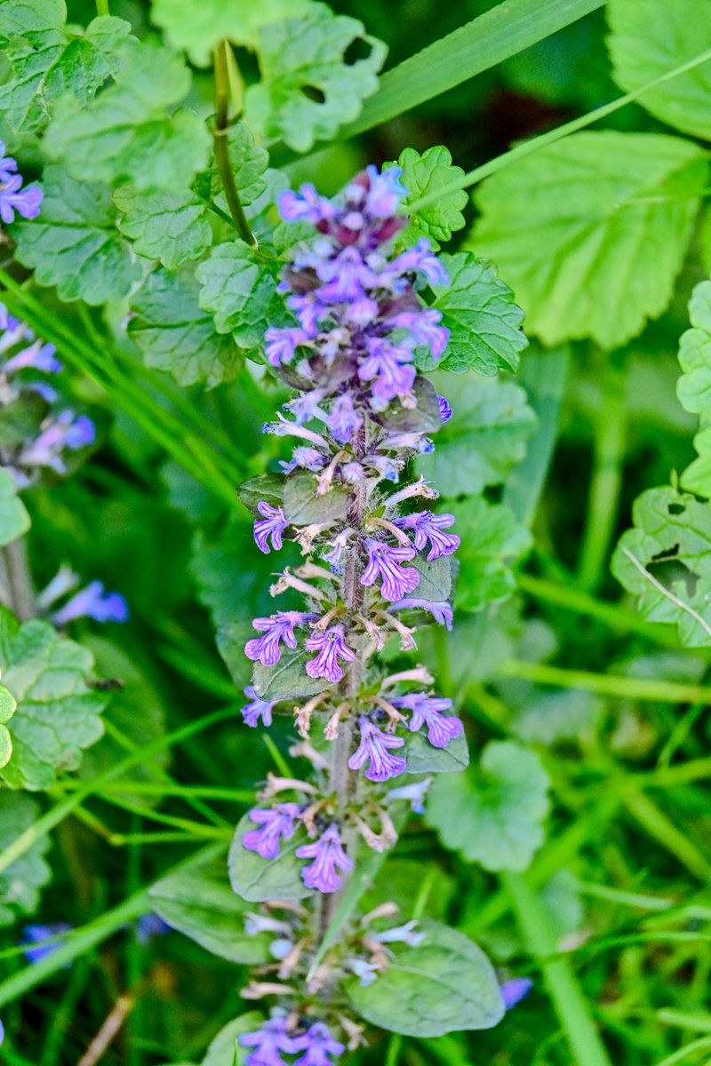 JieGe2017's tweet photo. Nature Photography nearby my home: Blue #bugle (Kriechender Günsel, #匍筋骨草), 📸 28.05.2026  evening https://t.co/dp35LwOtUi