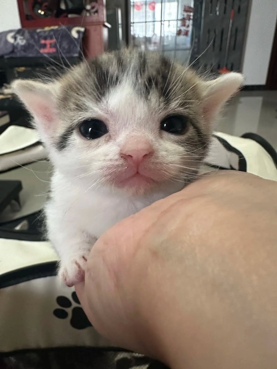 aura with cats tweet media