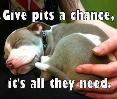 pitbullsad's tweet photo. 🐾❤️ All we want is a chance to show you who we truly are. ❤️🐾

Not a label.
Not a stereotype.
Not a fear-filled headline.
Just a chance.
A chance to love you.
A chance to earn your trust.
A chance to prove that behind these misunderstood faces are loyal hearts, gentle souls, and dogs who only want to belong.

We are not born dangerous.
We are not defined by myths.
We are individuals, just like every other dog.

✨ If you look past the fear, you might just find your best friend. 🐶💖
#GiveUsAChance #PitBullLove #EndBSL #LoveDontFear #BreakTheStigma #StandForPits