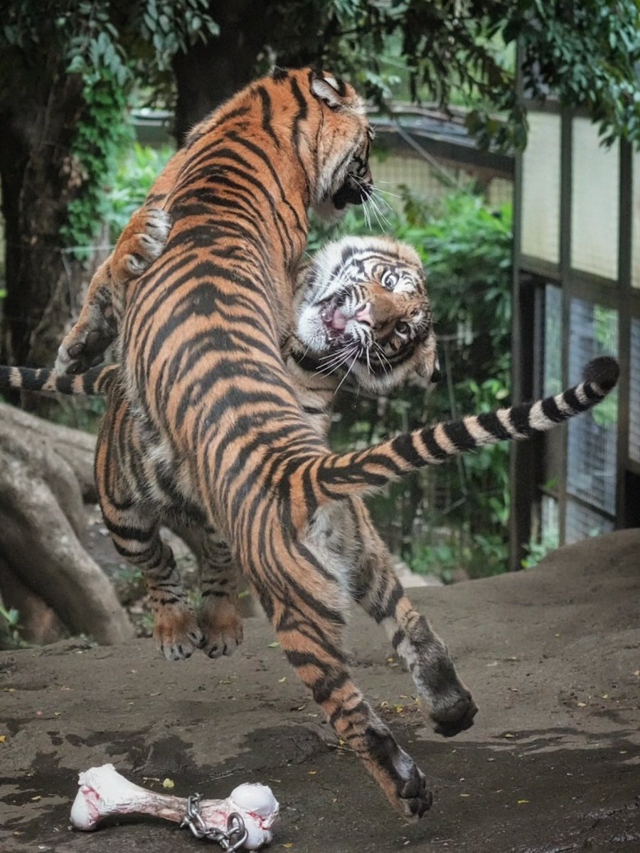 SwimShingo's tweet photo. 元気いっぱい🐯
#スマトラトラ #上野動物園 #sumatrantiger　#tiger https://t.co/gTVkaiXHPN