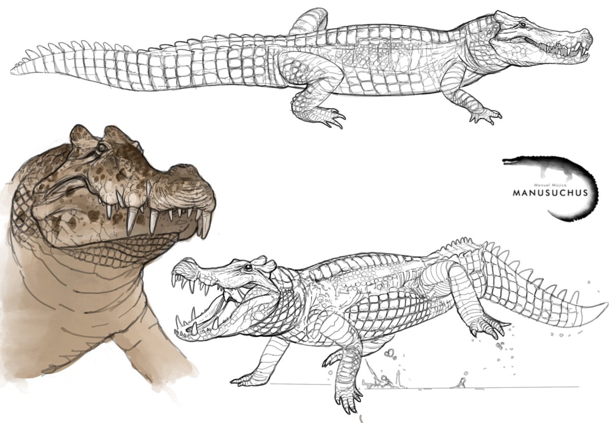 Manusuchus 𓆌 tweet media