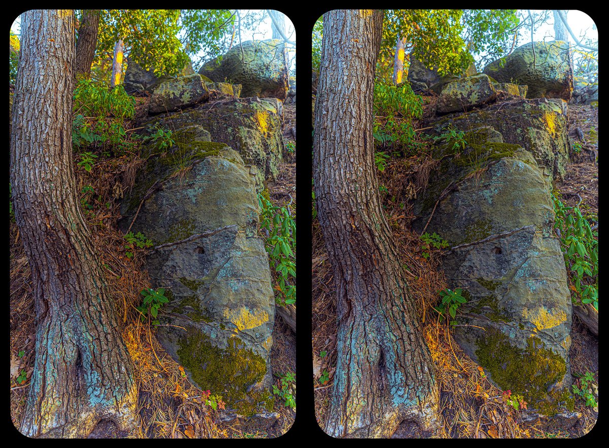 Stereo_tron's tweet photo. #3D #Stereoscopy #Kreuzblick #Crossview #Stereo3D #stereoimage #StereoPhotoMaker #NaturePhotogaphy https://t.co/4rskO282aR