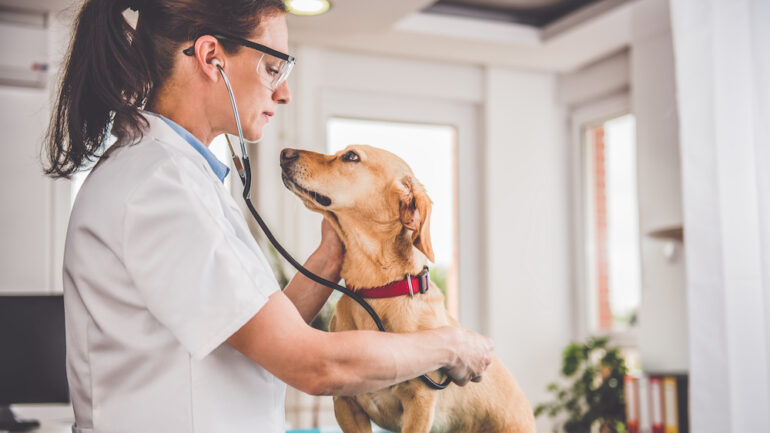 opengatesreg's tweet photo. How to Choose the Best Vet for Your Pet https://t.co/Lj6Tzo4JXf https://t.co/DrffM7Yeq0