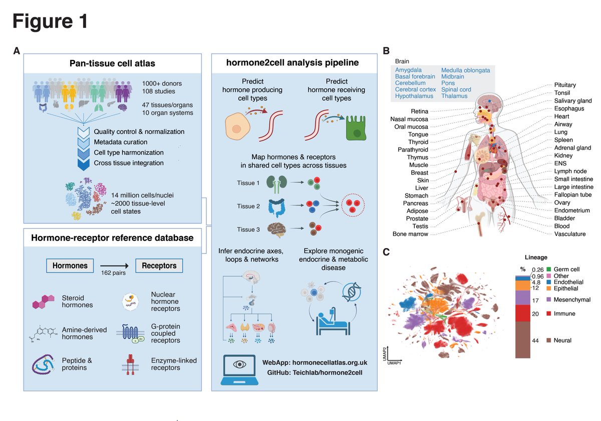 LabWaggoner's tweet photo. A Hormone Cell Atlas maps the human endocrine system at cellular resolution @ScienceMagazine @teichlab @Farooqi_Lab @Cambridge_Uni 
https://t.co/MuImG2CMLY https://t.co/UCSPxKLnvG