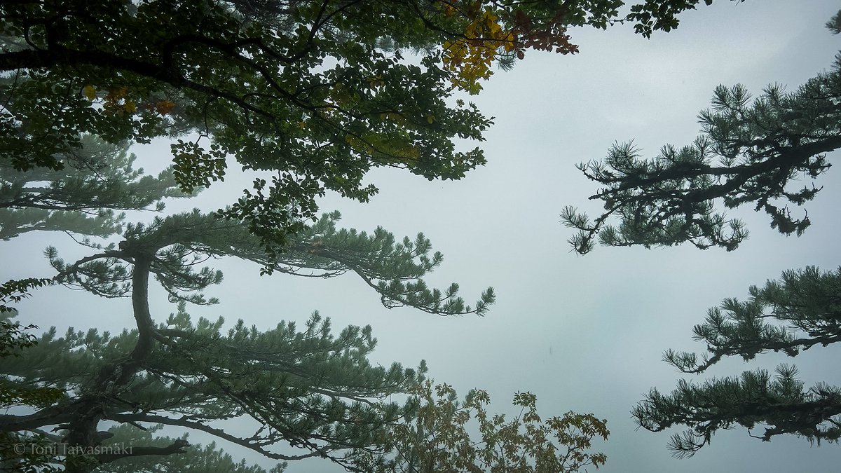 taaivas's tweet photo. A walk in the clouds

📍Primeval Forest #Perućica, #Herzegovina in Bosnia and Herzegovina https://t.co/Urs0ynDfnb